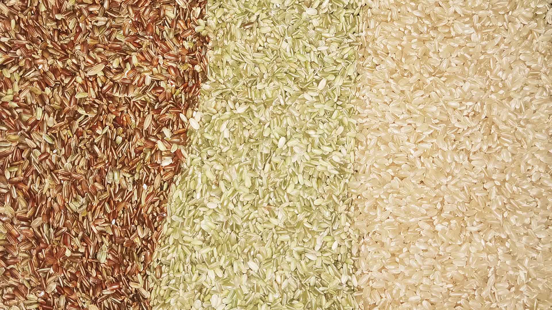 sortowanie ryżu